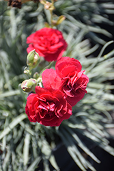 Devon Cottage Ruby's Tuesday Pinks (Dianthus 'Valda Kitty') at Valley View Farms
