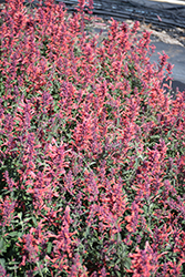 Kudos Coral Hyssop (Agastache 'Kudos Coral') at Valley View Farms