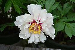 Cora Louise Peony (Paeonia 'Cora Louise') at Valley View Farms