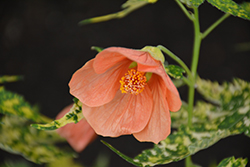Variegated Flowering Maple (Abutilon pictum 'Thompsonii') at Valley View Farms