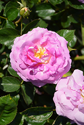 Arctic Blue Rose (Rosa 'WEKblufytirar') at Valley View Farms