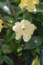Arabian Jasmine (Jasminum sambac) at Valley View Farms