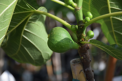 Peter's Honey Fig (Ficus carica 'Peter's Honey') at Valley View Farms