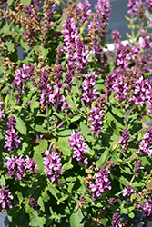 New Dimension Rose Meadow Sage (Salvia nemorosa 'New Dimension Rose') at Valley View Farms