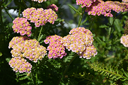 Skysail Bright Pink Yarrow (Achillea millefolium 'Skysail Bright Pink') at Valley View Farms