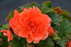 Nonstop Salmon Begonia (Begonia 'Nonstop Salmon') at Valley View Farms