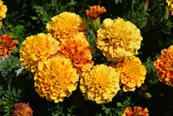 Strawberry Blonde Marigold (Tagetes patula 'Strawberry Blonde') at Valley View Farms
