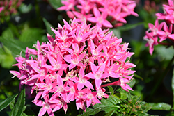 Lucky Star Deep Pink Star Flower (Pentas lanceolata 'PAS1187213') at Valley View Farms