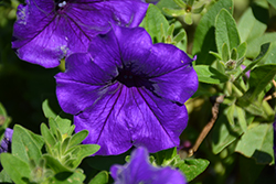Easy Wave Blue Petunia (Petunia 'Easy Wave Blue') at Valley View Farms