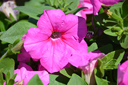 Easy Wave Pink Passion Petunia (Petunia 'Easy Wave Pink Passion') at Valley View Farms