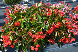 Dragon Wing Red Begonia (Begonia 'Dragon Wing Red') at Valley View Farms