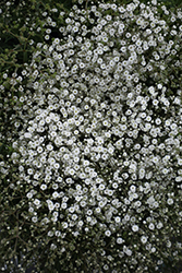 Summer Sparkles Baby's Breath (Gypsophila paniculata 'ESM Chispa') at Valley View Farms
