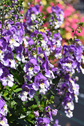 Alonia Big Bicolor Purple Angelonia (Angelonia angustifolia 'Alonia Big Bicolor Purple') at Valley View Farms