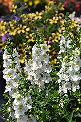 Archangel White Angelonia (Angelonia angustifolia 'Balarcwite') at Valley View Farms
