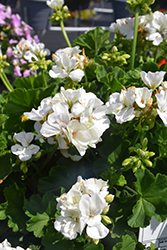 Dynamo White Geranium (Pelargonium 'Dynamo White') at Valley View Farms