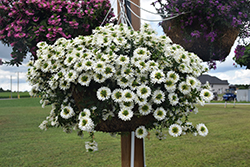 Surdiva White Fan Flower (Scaevola aemula 'Surdiva White') at Valley View Farms