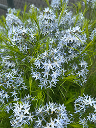 String Theory Blue Star (Amsonia 'String Theory') at Valley View Farms