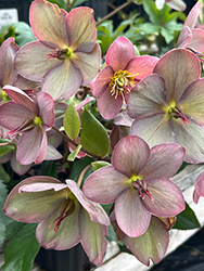 HGC Ice N' Roses Rose Hellebore (Helleborus 'COSEH 4200') at Valley View Farms
