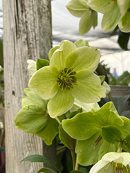 HGC Ice N' Roses White Hellebore (Helleborus 'COSEH 4500') at Valley View Farms