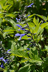 Rockin' Blue Suede Shoes Salvia (Salvia 'BBSAL01301') at Valley View Farms