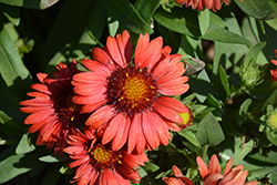 SpinTop Red Blanket Flower (Gaillardia aristata 'SpinTop Red') at Valley View Farms