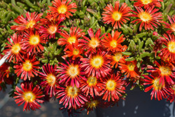 Wheels of Wonder Fire Wonder Ice Plant (Delosperma 'WOWDAY2') at Valley View Farms