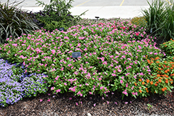 Soiree Double Pink Vinca (Catharanthus roseus 'Soiree Double Pink') at Valley View Farms