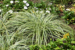 Feather Falls Sedge (Carex oshimensis 'Feather Falls') at Valley View Farms