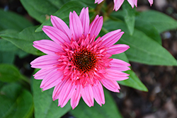 Double Scoop Watermelon Deluxe Coneflower (Echinacea 'Balscmelux') at Valley View Farms