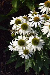 Kismet White Coneflower (Echinacea 'TNECHKW') at Valley View Farms