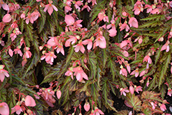 I'Conia Upright Salmon Begonia (Begonia 'I'Conia Upright Salmon') at Valley View Farms