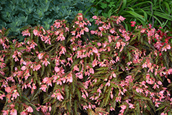 I'Conia Upright Salmon Begonia (Begonia 'I'Conia Upright Salmon') at Valley View Farms
