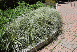 Feather Falls Sedge (Carex oshimensis 'Feather Falls') at Valley View Farms