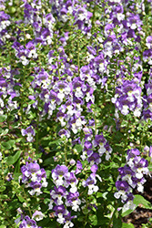 Alonia Big Bicolor Purple Angelonia (Angelonia angustifolia 'Alonia Big Bicolor Purple') at Valley View Farms