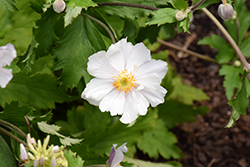 Dreaming Swan Anemone (Anemone 'Macane004') at Valley View Farms
