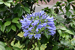 Storm Cloud Agapanthus (Agapanthus 'Storm Cloud') at Valley View Farms