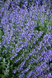 Cat's Meow Catmint (Nepeta x faassenii 'Cat's Meow') at Valley View Farms
