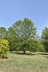 Dura Heat River Birch (Betula nigra 'Dura Heat') at Valley View Farms