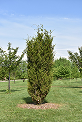 Brodie Redcedar (Juniperus virginiana 'Brodie') at Valley View Farms