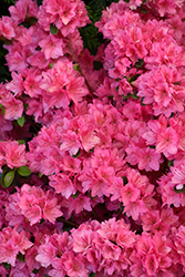 Tradition Azalea (Rhododendron 'Tradition') at Valley View Farms