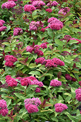 Double Play Doozie Spirea (Spiraea 'NCSX2') at Valley View Farms