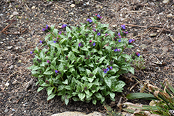 Spot On Lungwort (Pulmonaria 'Spot On') at Valley View Farms