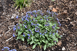 Pink-A-Blue Lungwort (Pulmonaria 'Pink-A-Blue') at Valley View Farms