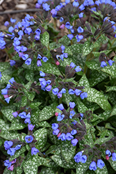 Pink-A-Blue Lungwort (Pulmonaria 'Pink-A-Blue') at Valley View Farms