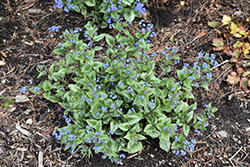 Queen of Hearts Bugloss (Brunnera macrophylla 'Queen of Hearts') at Valley View Farms
