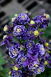 Winky Double Dark Blue And White Columbine (Aquilegia 'Winky Double Dark Blue And White') at Valley View Farms