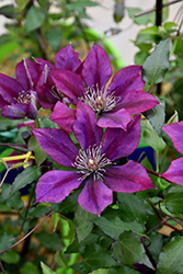 Picardy Clematis (Clematis 'Evipo024') at Valley View Farms
