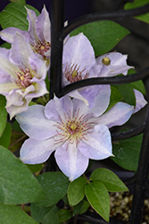 Tranquilite Clematis (Clematis 'Evipo111') at Valley View Farms