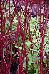 Bailey Red-Twig Dogwood (Cornus baileyi) at Valley View Farms