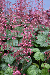Berry Timeless Coral Bells (Heuchera 'Berry Timeless') at Valley View Farms